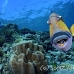 triggerfish_titan_bro_b_ni_h_0579_egy1054.jpg